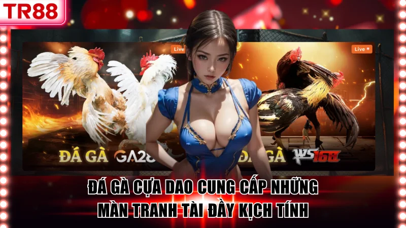 Đá gà cựa dao